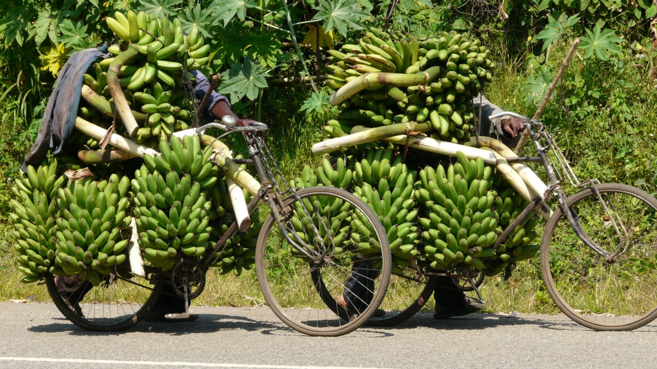 Transport_Bananen